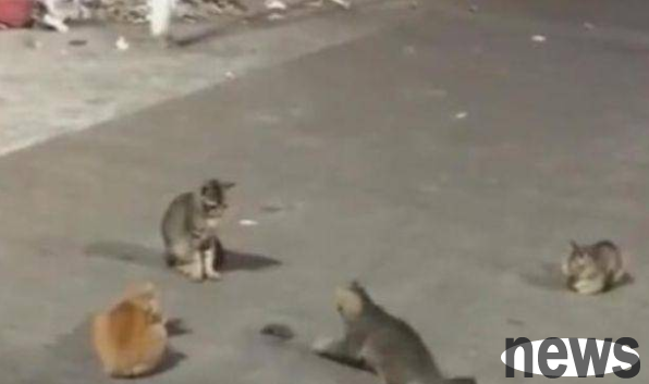 The mouse went out and didn t look at his life well, and was surrounded by four stray cats. The mouse burst into tears: Brother, stop playing