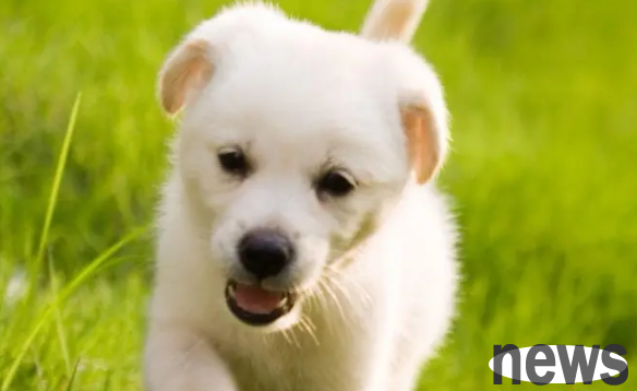 How many months will the puppy recognize the toilet? It mainly depends on how the shoveler guides it