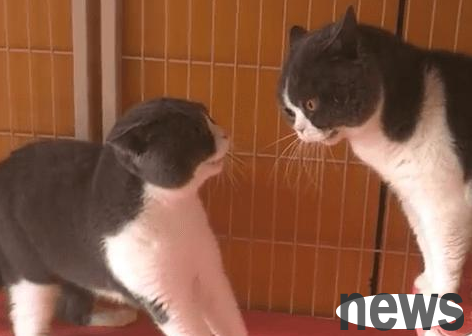 The two cats at home started fighting again, and the owner was helpless