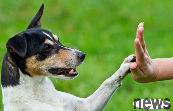 Why can dogs understand people s words? Let me tell you today!