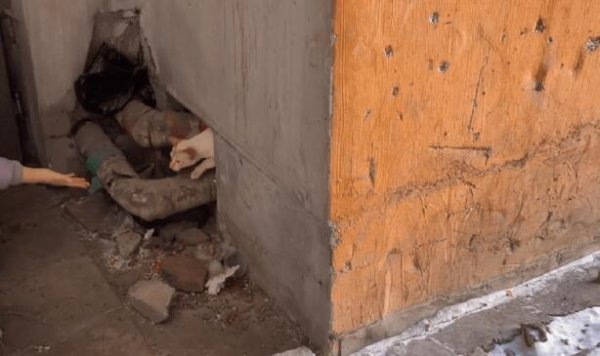 Pregnant stray cats are abused for no reason, even so the cat is still a relative