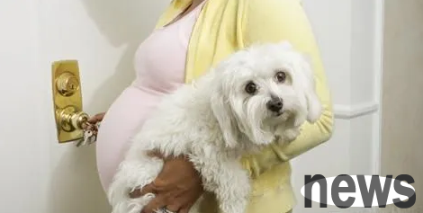 Why do dogs like to stick to pregnant women? The answer is here