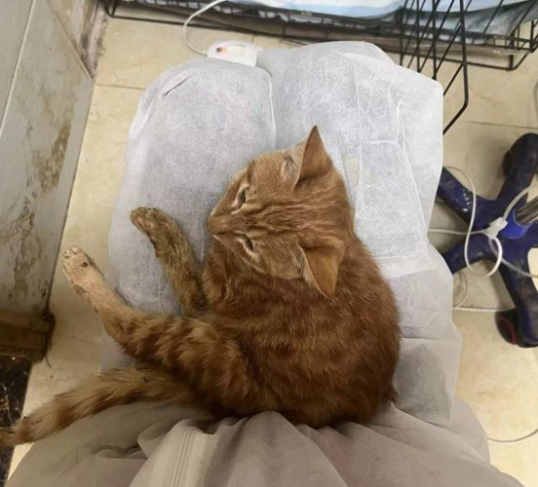 Spend more than 4,000 yuan to treat the abandoned cat. Rescue the cat woman: The pet hospital promises a discount on the cost, but it is difficult to fulfill it now