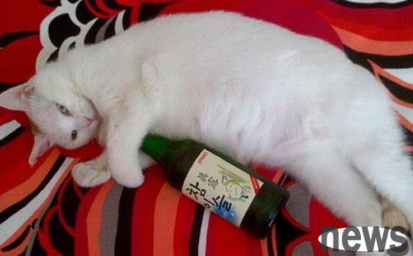 When I came home from get off work, I didn t see the cat. When I walked into the bedroom, I saw that the owner was crying and his parents didn t recognize him!
