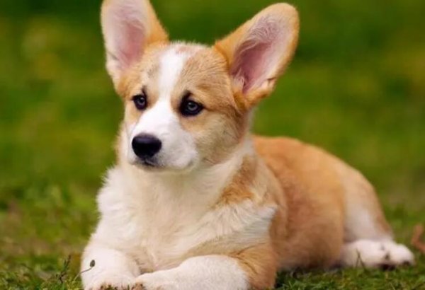 How do you let your puppy know your name? This article tells you