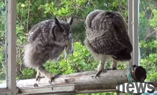 This owl is simply the best nanny! Visit the benefactor’s house every day
