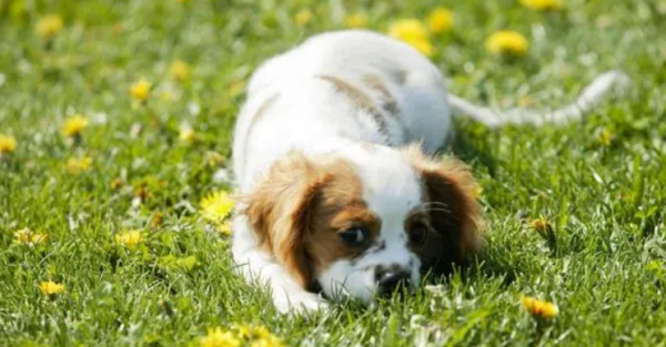 Pet probiotics are a panacea, but you should know the wrong ways to use these probiotics