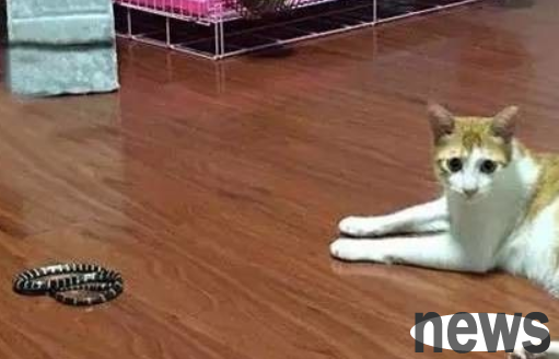 A stray cat subdues a snake that suddenly breaks in. Real-life cat repays kindness