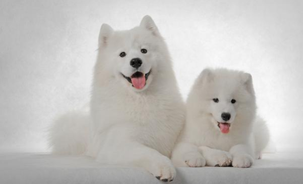 What are the puppy breeds? If you are interested, you can find out~