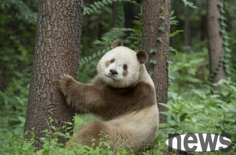 Brown giant pandas appear in Shaanxi, only 5 in decades