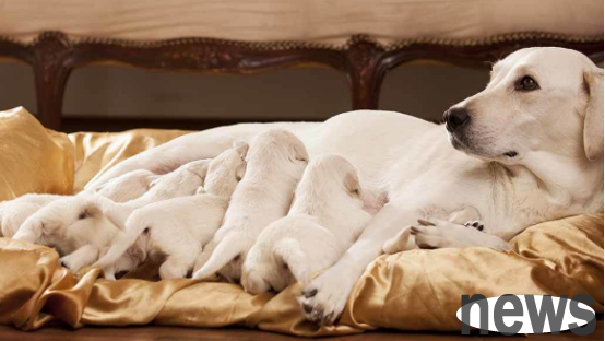 What are dogs prohibited from eating during confinement? Does the pet owner know?