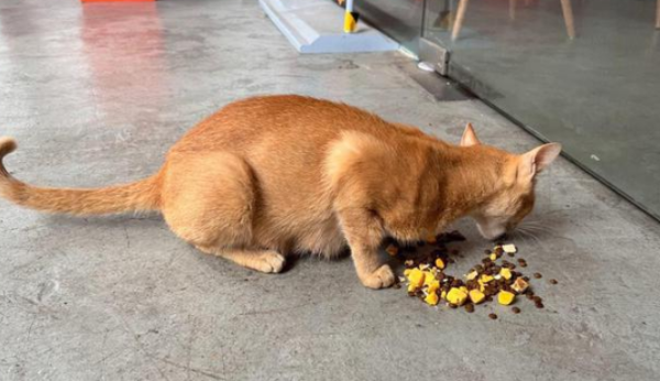 I feed stray orange cats every day. The orange cats are more punctual than me and their expressions light up.