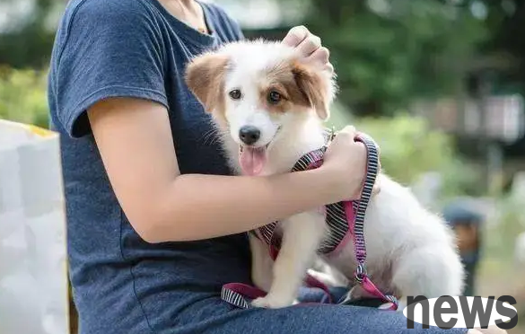 Do dogs know that their owners are not the same kind? Let’s find out