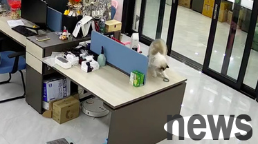 The cat dropped a bracelet worth 100,000 yuan, and the owner gave it away