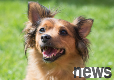 Why is my dog ​​panting suddenly for no reason?