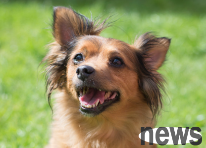 How long does it take for puppies to change their dog food? Poop scrapers must understand it!