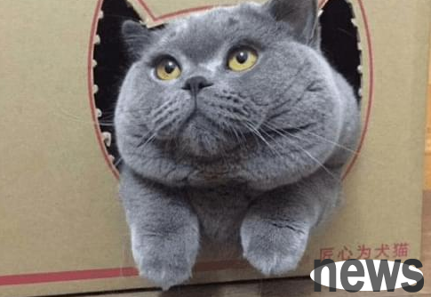 After going through all the trouble and high price to buy a blue cat, netizens asked: Do you think I’m blind?