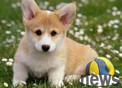 Can a two-month-old dog eat teething sticks? Come and find out quickly!