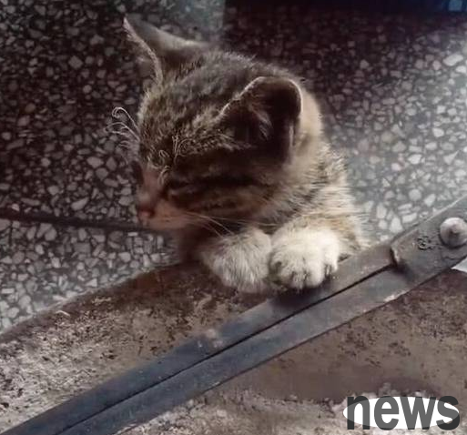The little kitten stayed at the stove to keep warm, making her face gray and gray, and her eyebrows were almost scorched.