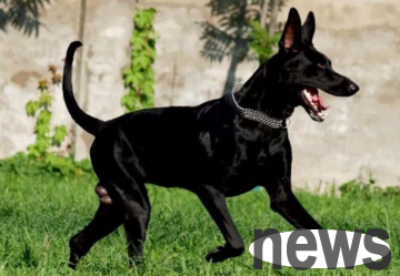 Today’s trivia: Does the black wolf dog only recognize one owner?