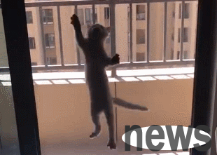 The cat flies over walls and seems to have super powers. Cat: Oops, Cat Man’s identity is exposed.