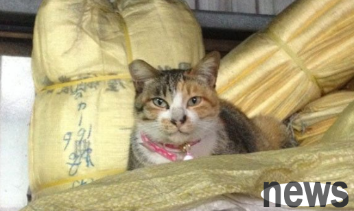 Langmiao Chao Hui Sai Nai warms up the petty bourgeoisie and is adopted as a company’s lucky cat