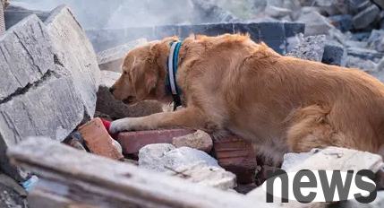 At what magnitude will an earthquake affect dogs?