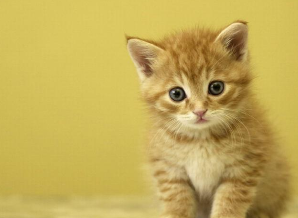 An 81-year-old French man is suspected of having hoarding disorder, and hundreds of cat corpses are found in his home