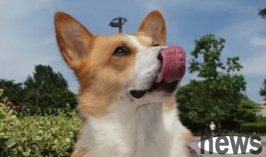 Will inbreeding cause deformities in dogs? If you’re not sure, take a look!
