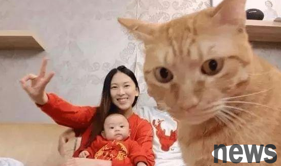 The owner took the photo without the cat, and the orange cat directly blocked the male protagonist’s lens.
