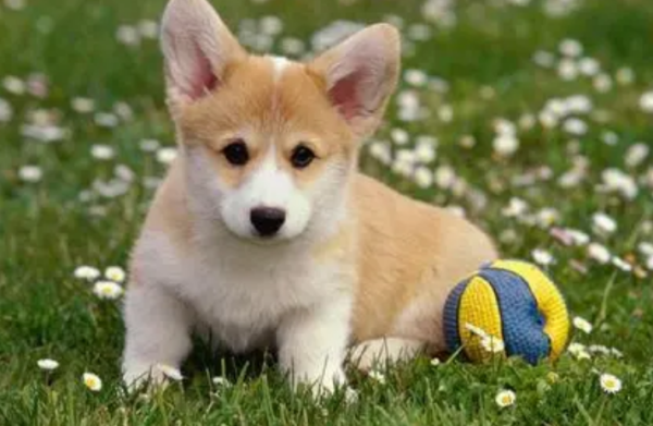 Do dogs fart? why not