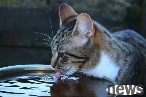 After watching my cat drink toilet water for a week, I discovered a big secret