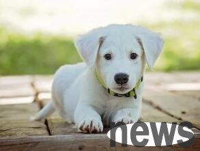 How many days does it take for a newborn puppy to open its eyes? You may not know the truth...