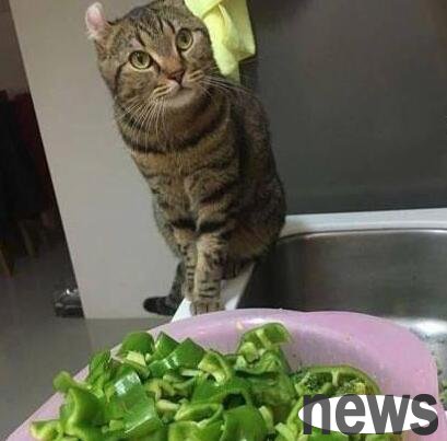 The owner was cooking in the kitchen when he suddenly heard the cat screaming. He ran over and thought the cat was dead...