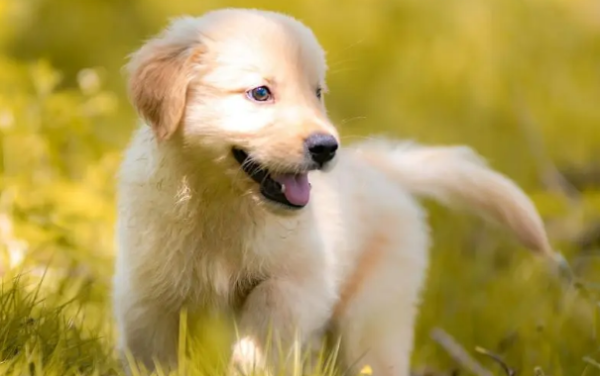 How much does it cost to cremate a dog weighing about 10 pounds? Is it expensive?