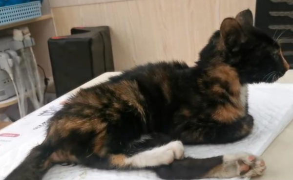 A stray kitten who was injured by a car in the heavy rain endured the pain and crawled toward humans, with eyes full of longing.