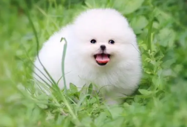 Six types of dogs suitable for girls to keep, both cute and beautiful, don’t miss them!