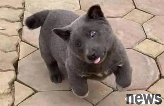 A dog that looks like a cat, relies on its appearance to be cute, until it meets its big brother