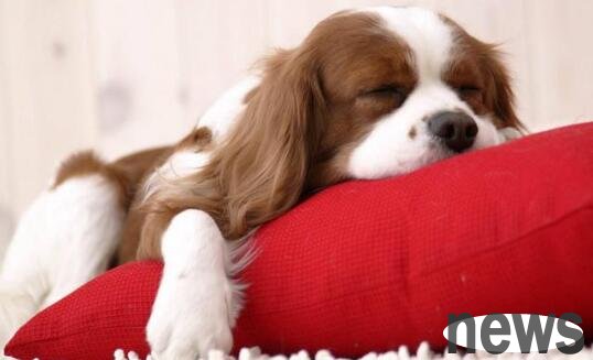 Will a dog be conscious 8 hours after death? Can I put my dog ​​in a cage at work?