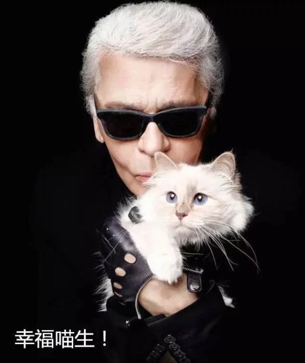 After the death of Lafayette, the beloved cat worth 200 million will inherit the inheritance and live a luxurious life, killing Wang Keke instantly