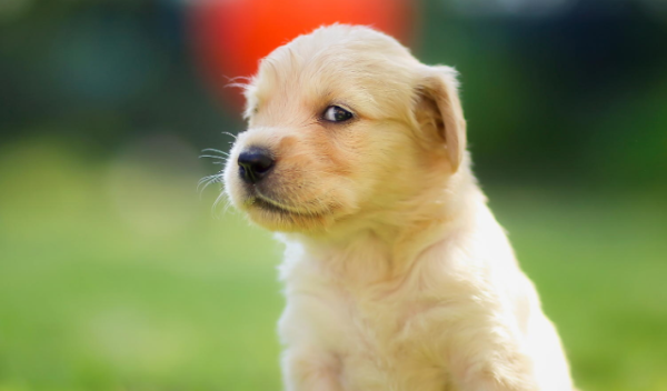 Dogs with parvovirus will initially have these symptoms!