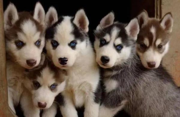 Husky gives birth to a litter of 13 puppies