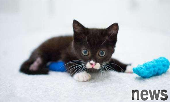 Kitten was born without legs | The kitten, which lost its hind legs soon after birth and was forced to live in the wild, finally waited for the appearance of an angel