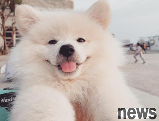 The dog was scolded remotely by its owner not to bite, and the next behavior was mean.