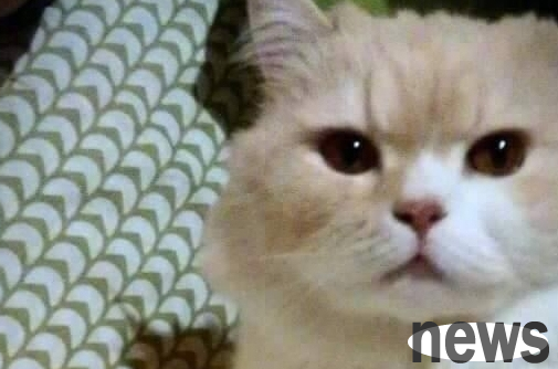 I put the cat at my boyfriend s house for foster care to escape the summer heat. When I picked the cat up, I almost collapsed when I saw this scene.