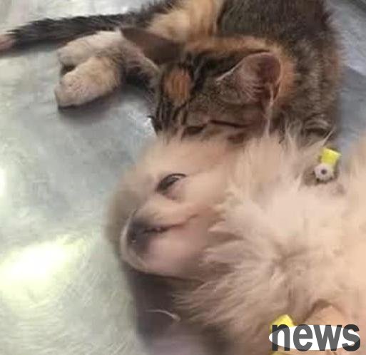 The cat massaged the dog s head and comforted it. When the doctor saw it, he said: This cat is so warm!