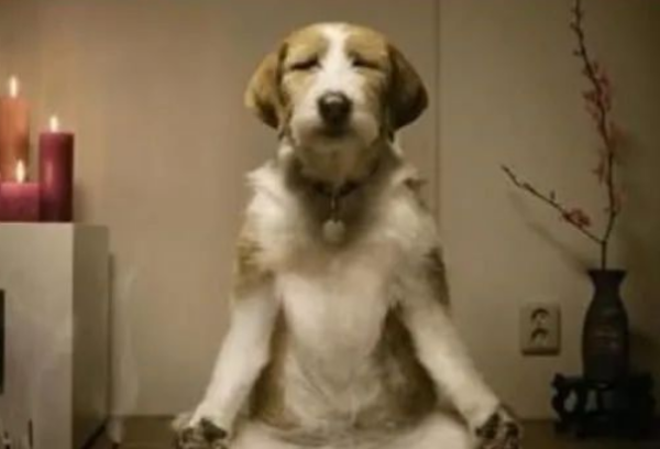 Sitting cross-legged in the doghouse, the owner thinks he has become an immortal
