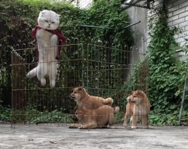After the cat demonstrated his jailbreaking skills, the Shiba Inu was shocked and said: Brother, why don’t you teach us