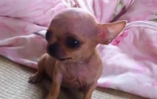 I bought this thing for my dog ​​out of kindness, but it almost killed the dog. The pet owner regretted it after seeing the intestinal tract.