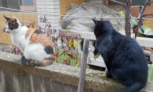 A loyal stray cat who never forgets his companions after eating